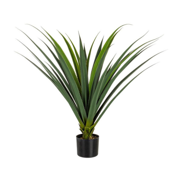 Pianta ruscaceae