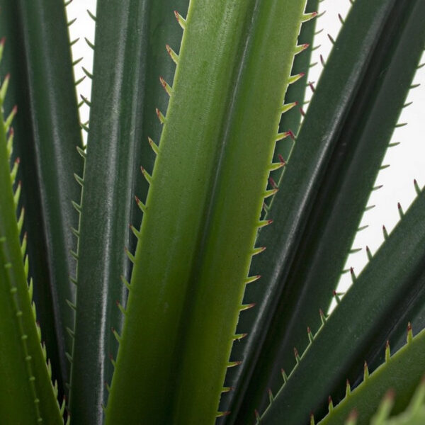 Pianta ruscaceae - immagine 2